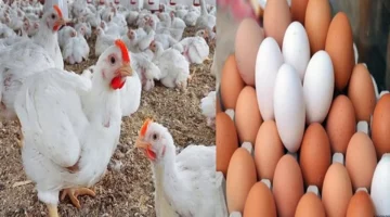 تراجع أسعار الفراخ البيضاء في الأسواق قبل عيد الأضحى المبارك